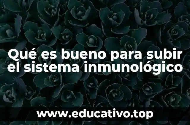Qué es bueno para subir el sistema inmunológico