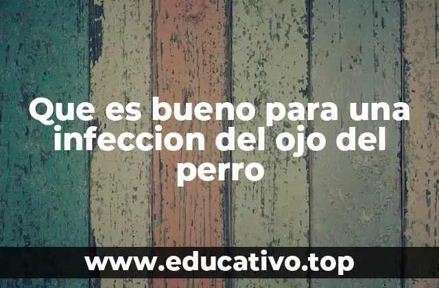 Que es bueno para una infeccion del ojo del perro