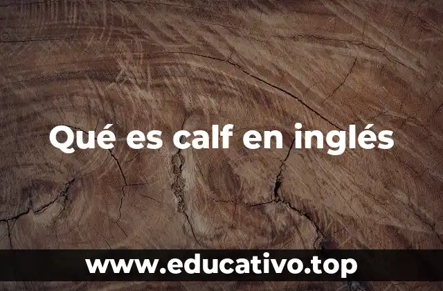 Qué es calf en inglés