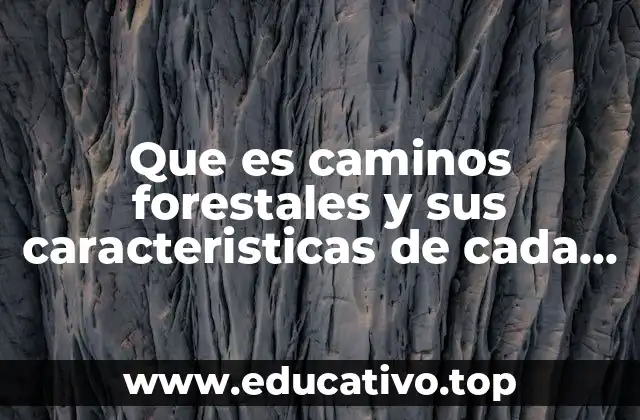 La importancia de los caminos forestales en la gestión del medio natural