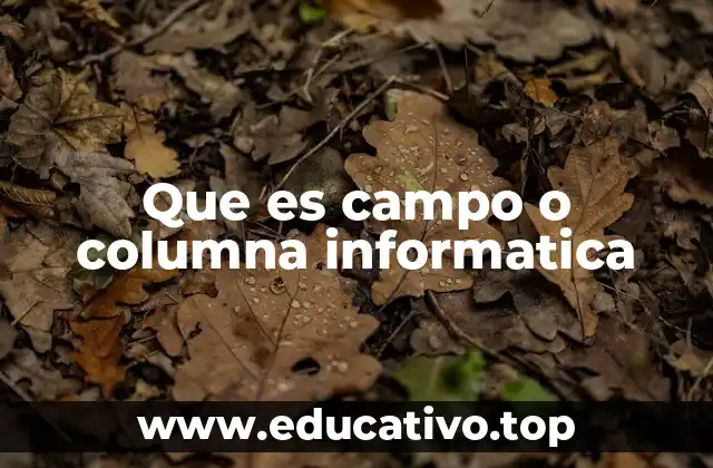 Que es campo o columna informatica