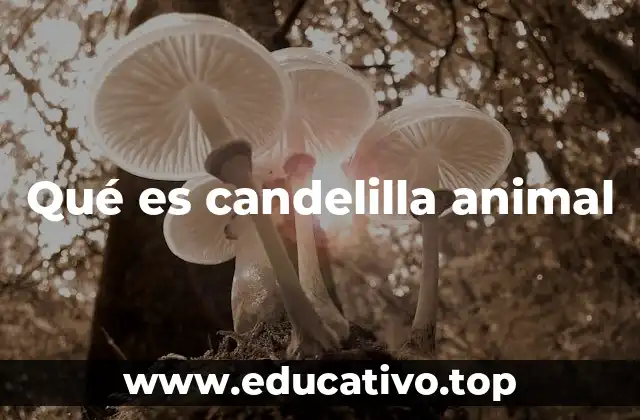 Qué es candelilla animal