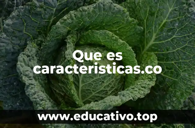 Que es caracteristicas.co