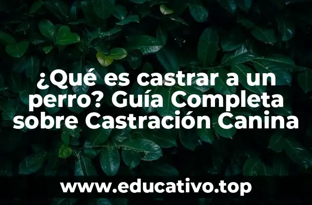 ¿Qué es castrar a un perro? Guía Completa sobre Castración Canina