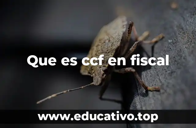 Que es ccf en fiscal