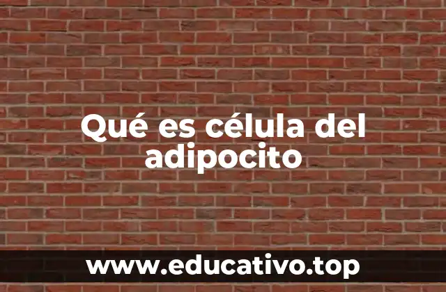Qué es célula del adipocito