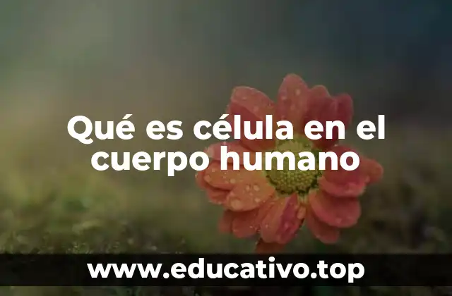 Qué es célula en el cuerpo humano