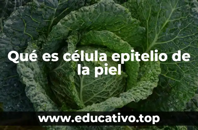 Qué es célula epitelio de la piel