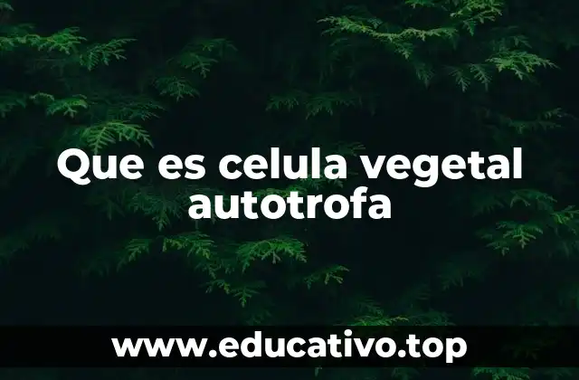 Que es celula vegetal autotrofa