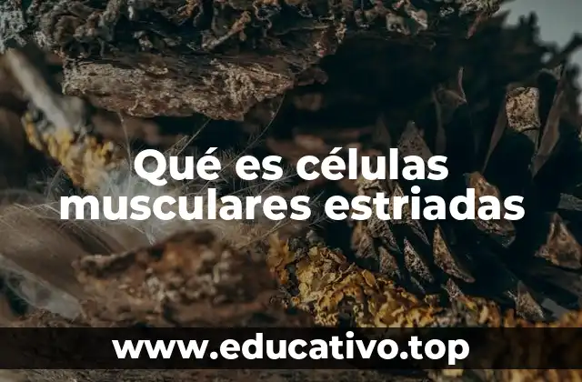 Qué es células musculares estriadas