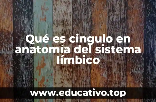 Qué es cingulo en anatomía del sistema límbico