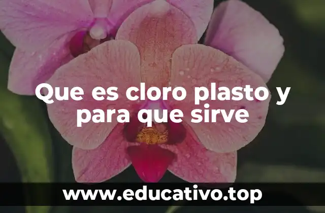 Que es cloro plasto y para que sirve