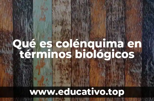 Qué es colénquima en términos biológicos