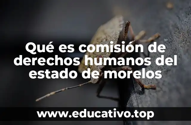 Qué es comisión de derechos humanos del estado de morelos