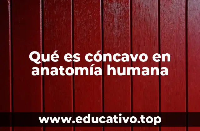 Qué es cóncavo en anatomía humana