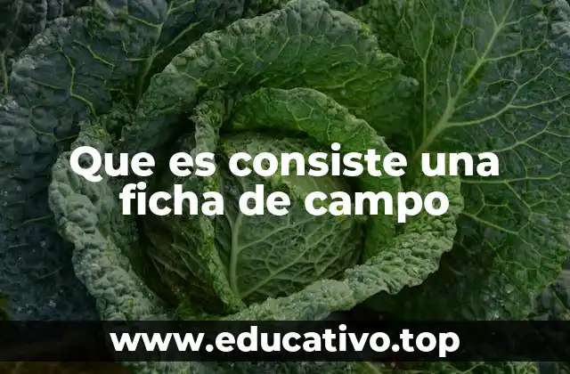 Que es consiste una ficha de campo