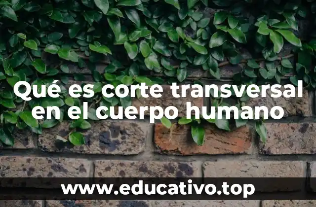 Qué es corte transversal en el cuerpo humano
