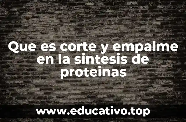Que es corte y empalme en la sintesis de proteinas
