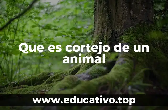 Que es cortejo de un animal