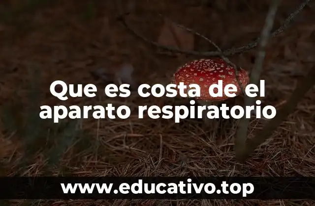 Que es costa de el aparato respiratorio