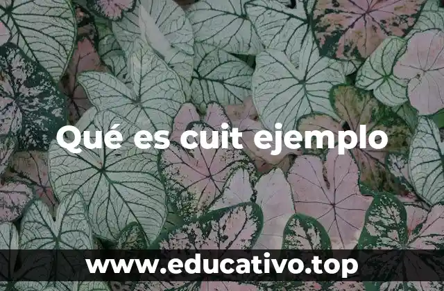 Qué es cuit ejemplo