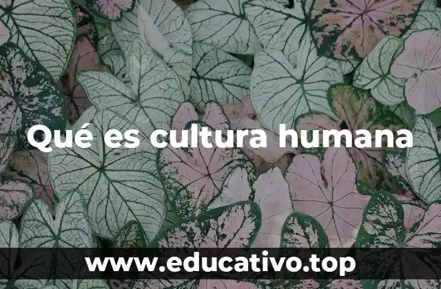 Qué es cultura humana