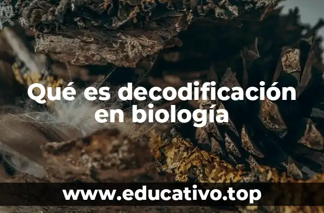 Qué es decodificación en biología