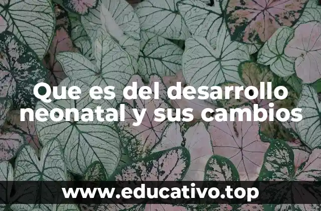Que es del desarrollo neonatal y sus cambios