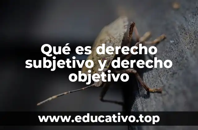 Qué es derecho subjetivo y derecho objetivo