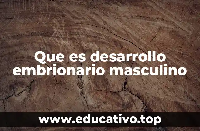 Que es desarrollo embrionario masculino