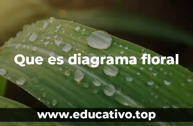 Que es diagrama floral