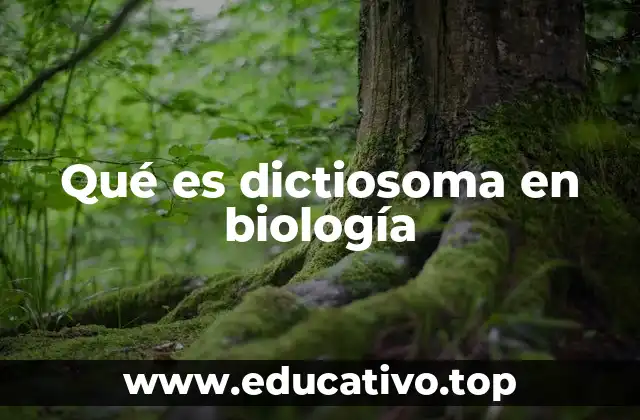Estructura y organización del dictiosoma