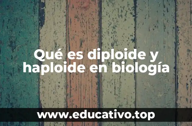 Qué es diploide y haploide en biología