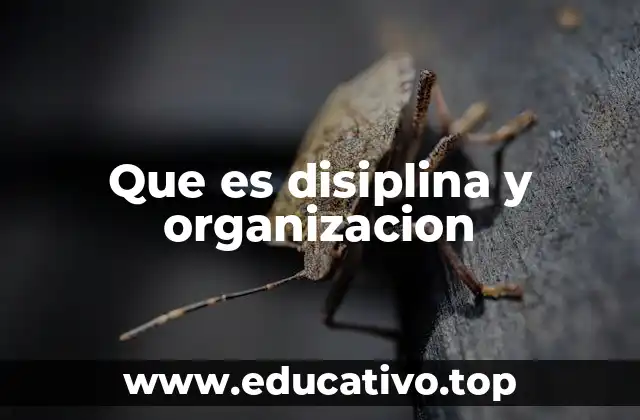 Que es disiplina y organizacion
