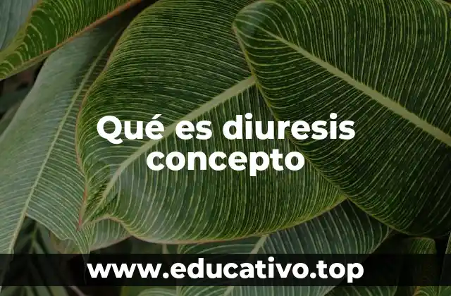 Qué es diuresis concepto