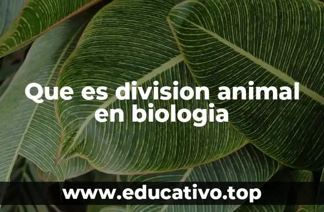 Que es division animal en biologia