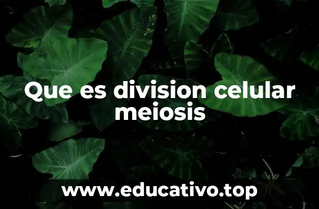 Que es division celular meiosis