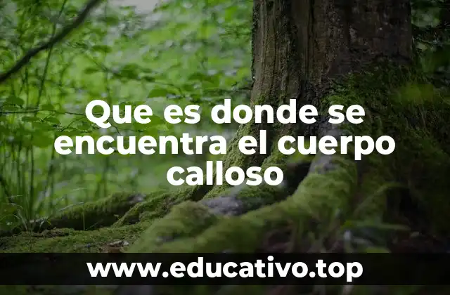 La importancia del cuerpo calloso en la integración cerebral