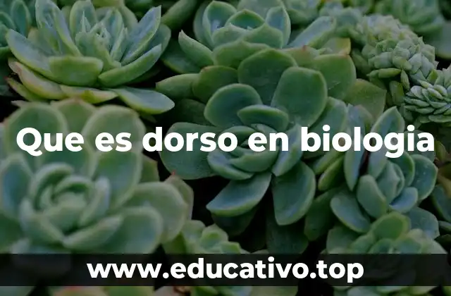 Que es dorso en biologia