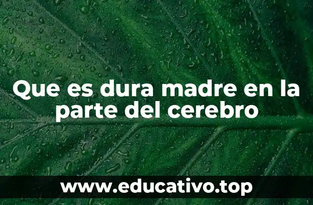 Que es dura madre en la parte del cerebro