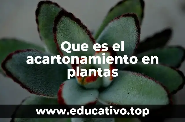 Que es el acartonamiento en plantas