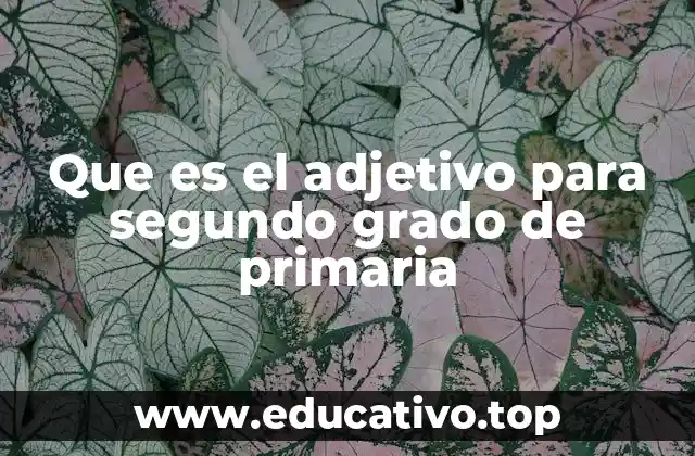 Que es el adjetivo para segundo grado de primaria