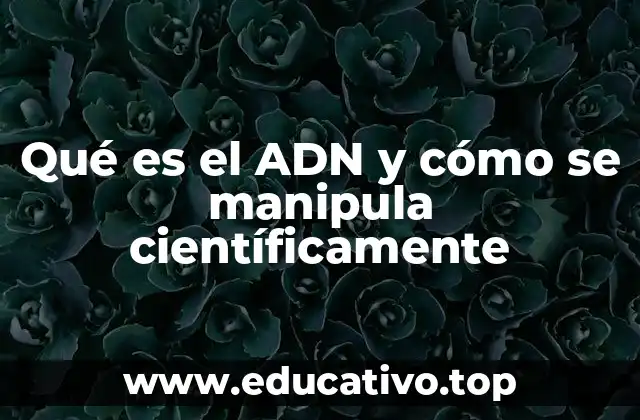 Qué es el ADN y cómo se manipula científicamente