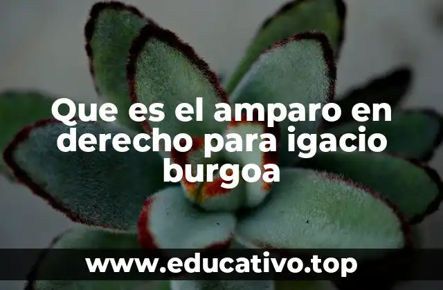 Que es el amparo en derecho para igacio burgoa