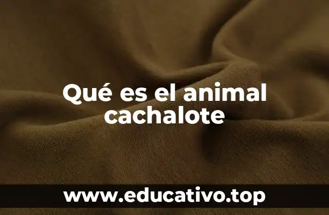 Qué es el animal cachalote