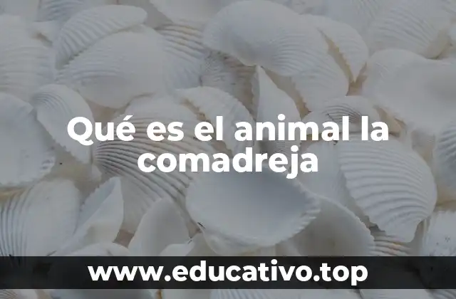 Qué es el animal la comadreja