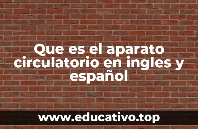 Que es el aparato circulatorio en ingles y español
