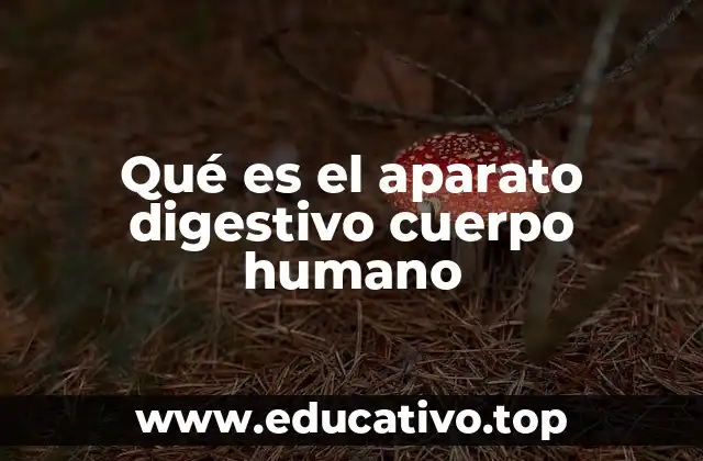 Qué es el aparato digestivo cuerpo humano