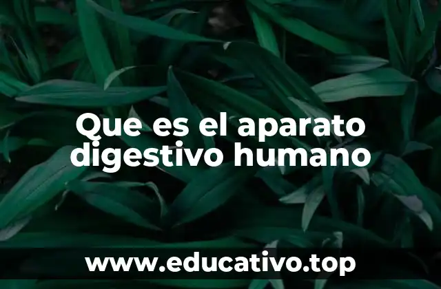 Que es el aparato digestivo humano