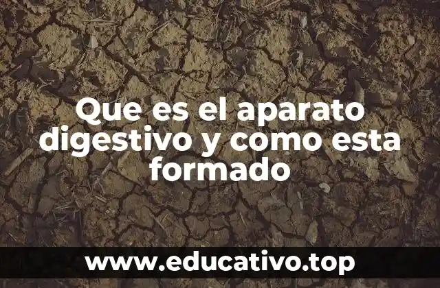 Que es el aparato digestivo y como esta formado